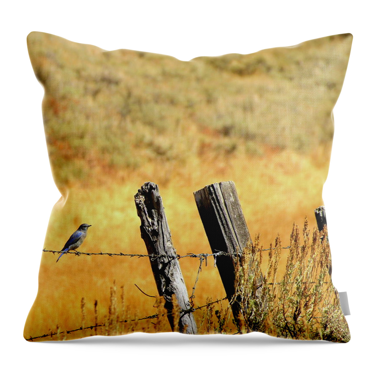 Blue Bird Throw Pillow featuring the photograph Rocky Mountain Blue Bird by Ed Riche