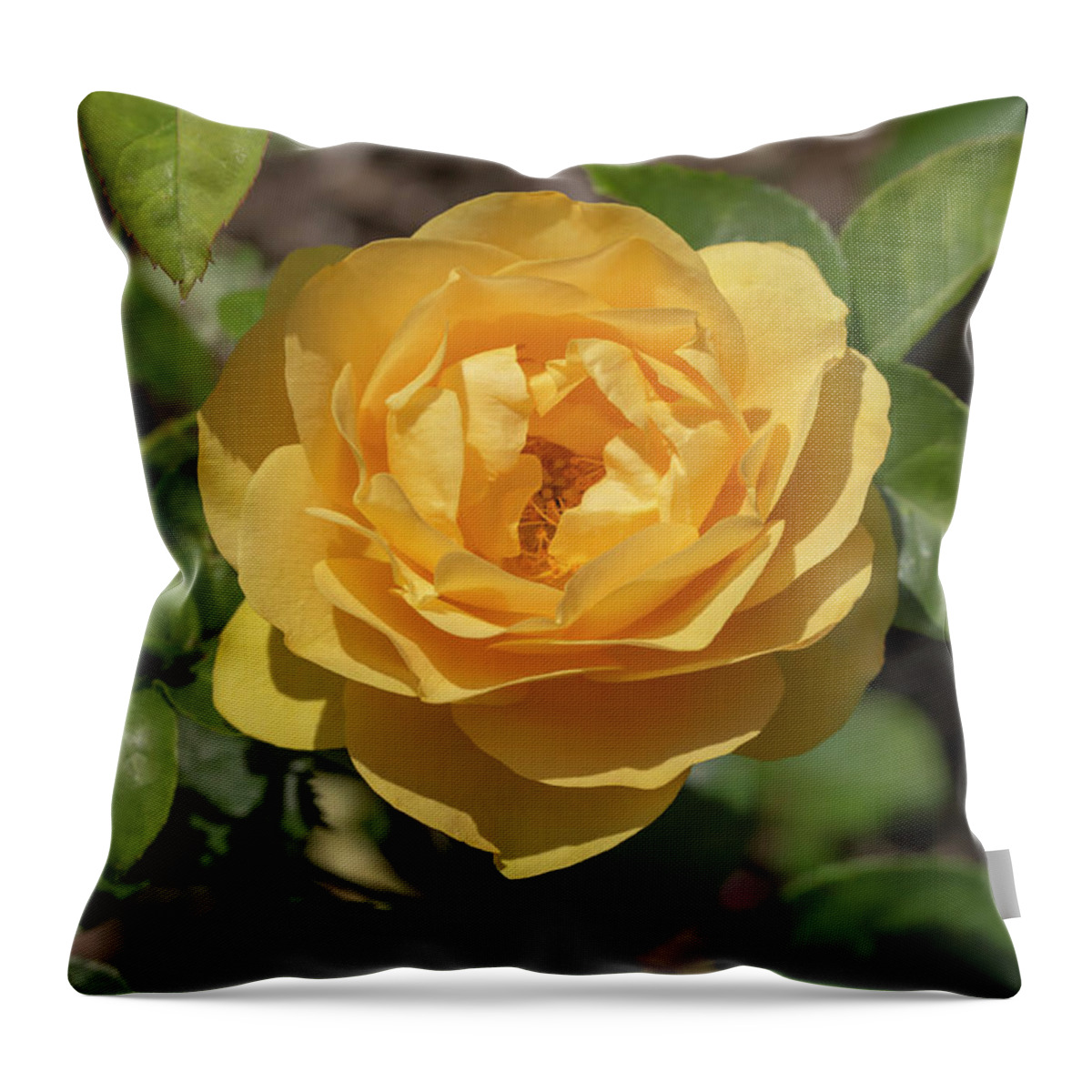 Rose Throw Pillow featuring the photograph Rosa Golden Fairy Tale by Dawn Cavalieri