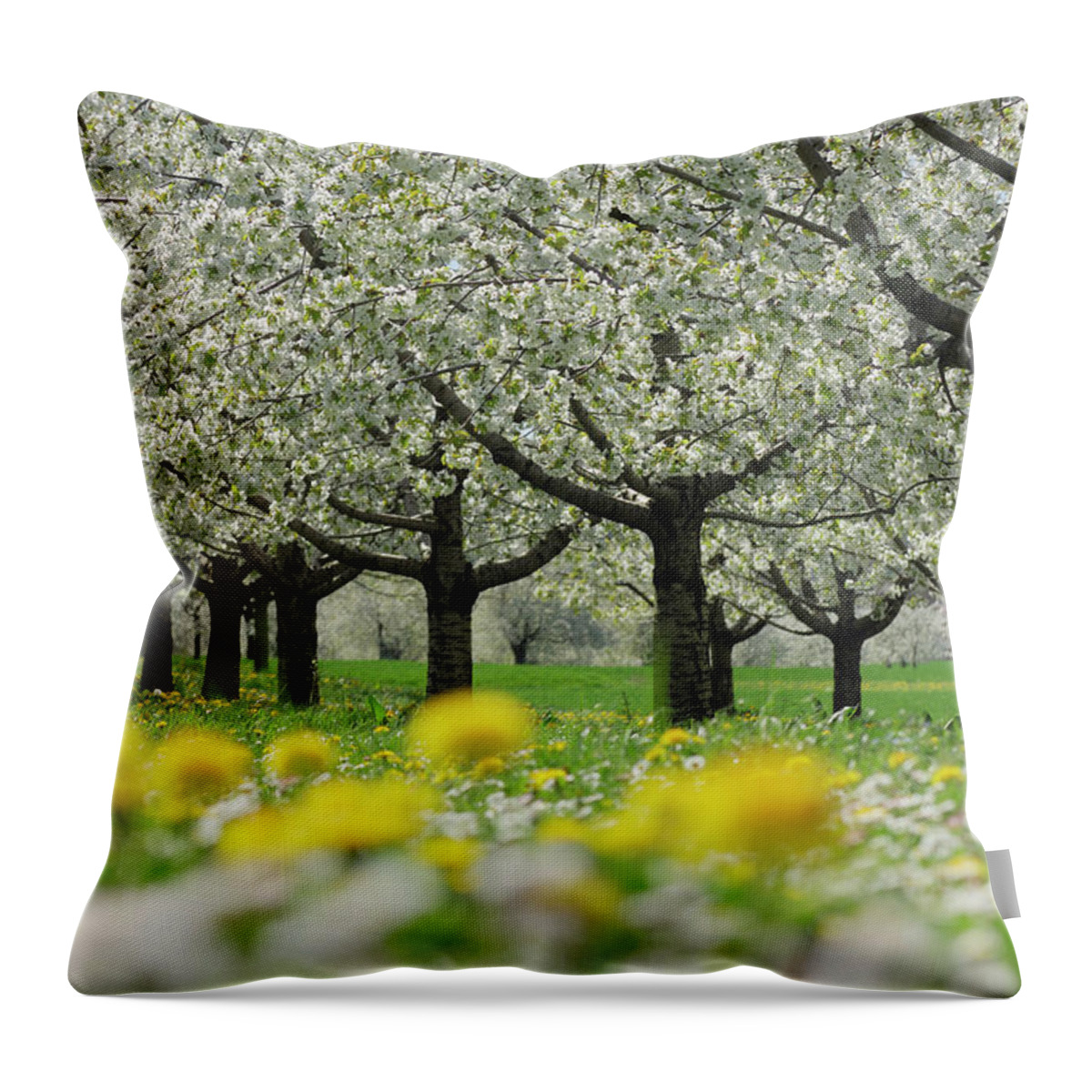 Scenics Throw Pillow featuring the photograph Row Of Cherry Trees In Blossom At A by Martin Ruegner