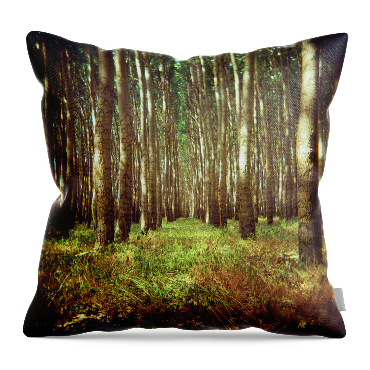 Tranquility Throw Pillow featuring the photograph Rows Of Trees In Poplar Forest by Danielle D. Hughson