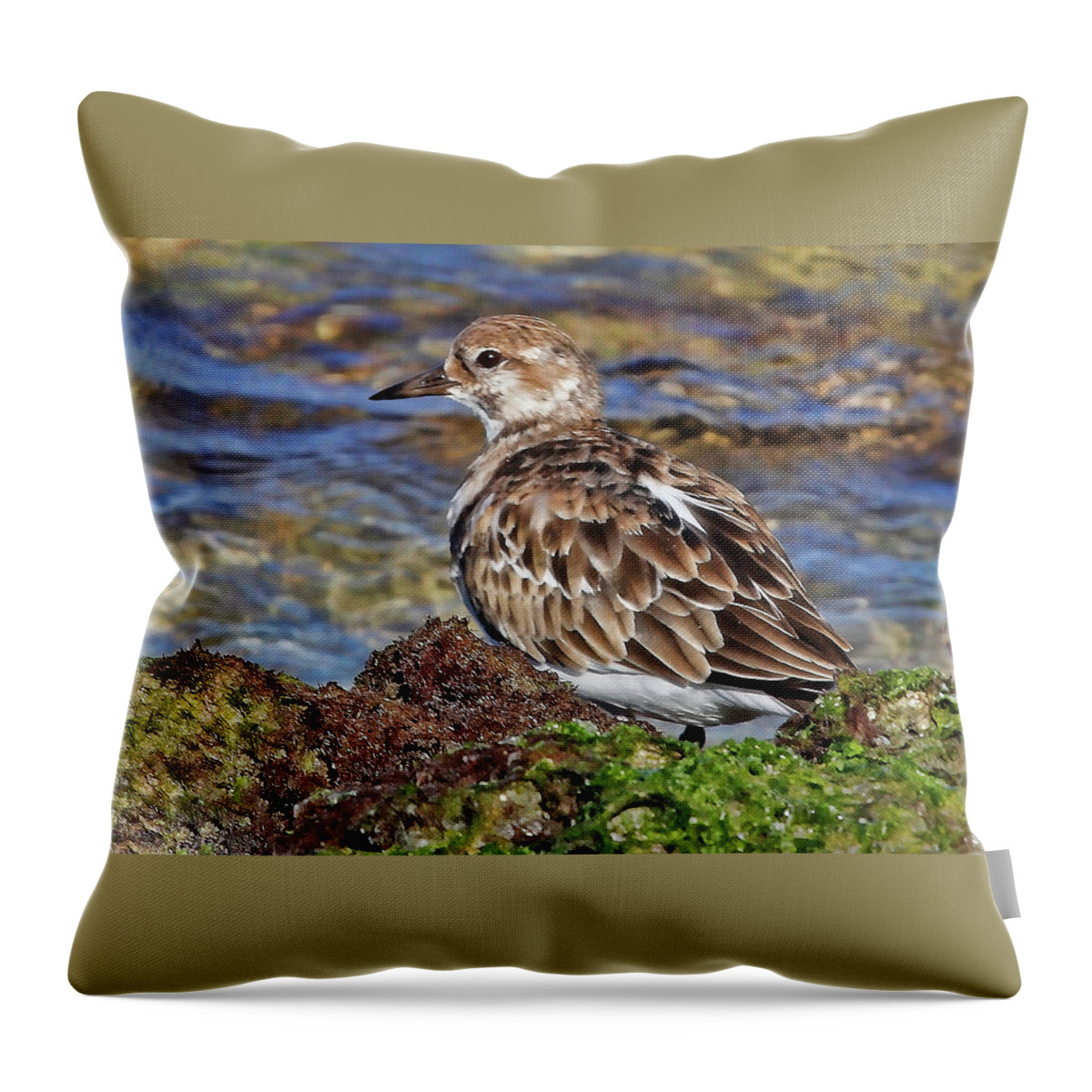 Ruddy Turnstone Throw Pillow featuring the photograph Ruddy By The Sea by HH Photography of Florida
