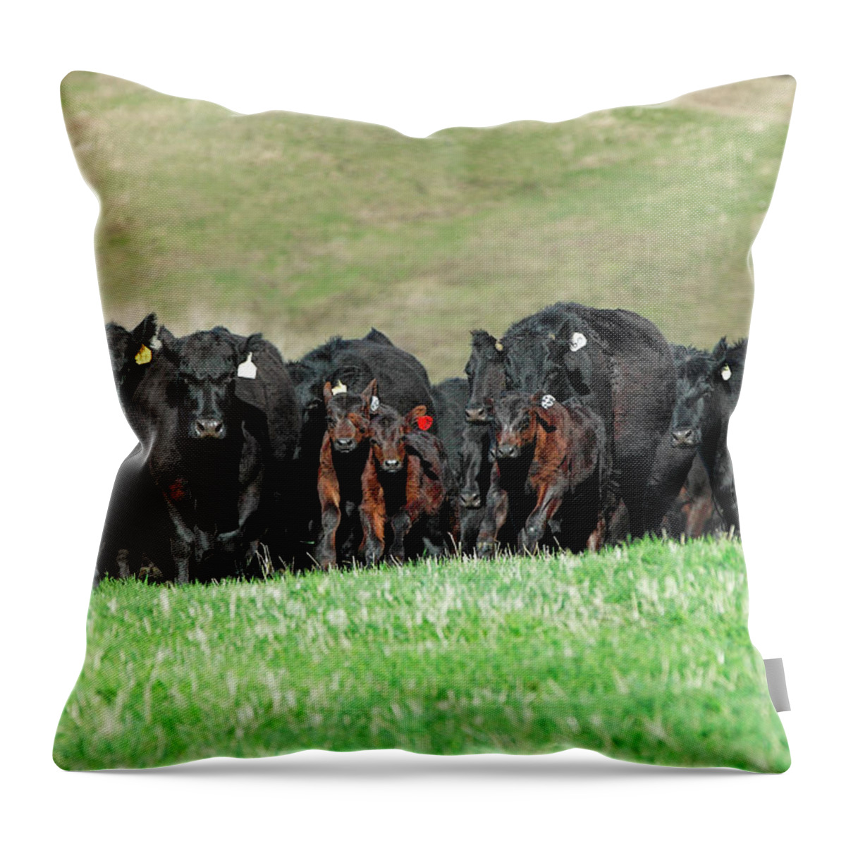 Herd Throw Pillow featuring the photograph Rushing Angus by Todd Klassy