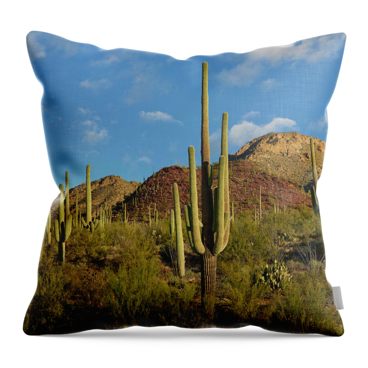 00557654 Throw Pillow featuring the photograph Saguaro, Tucson Mts, Saguaro National Park, Arizona by Tim Fitzharris