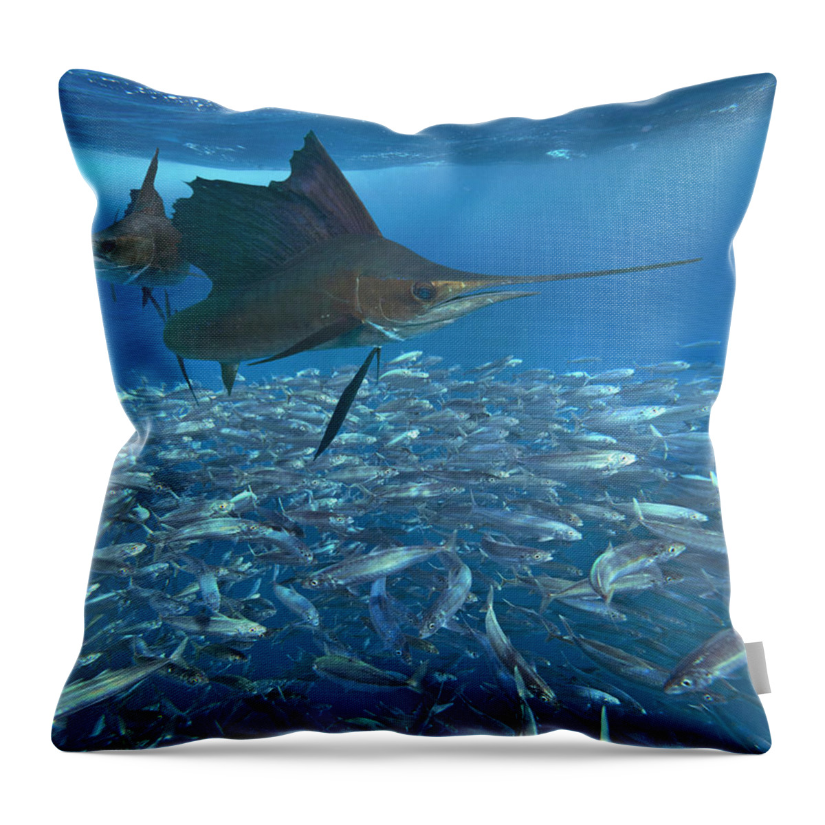 00558730 Throw Pillow featuring the photograph Sailfish Hunting Round Sardinella, Isla Mujeres, Mexico by Tim Fitzharris