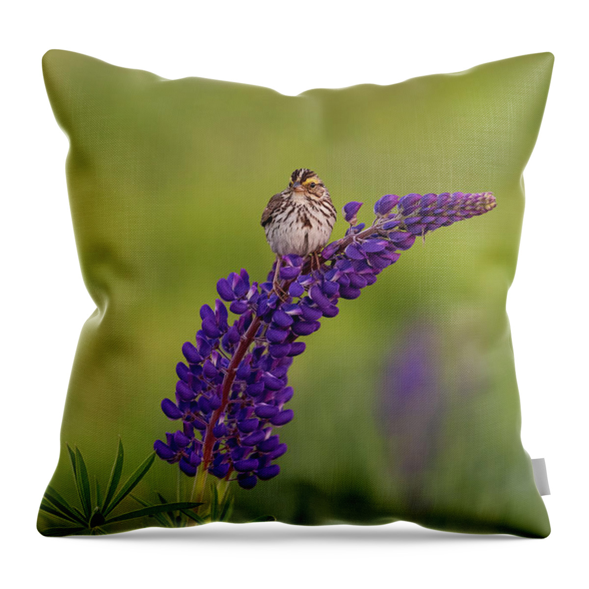 Savannah Sparrow Throw Pillow featuring the photograph Savannah Sparrow by Rob Davies