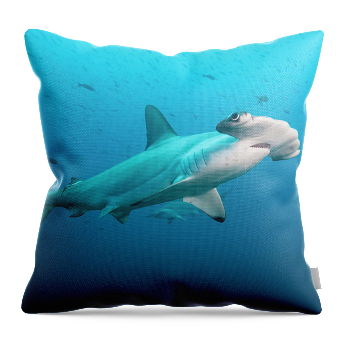 Underwater Throw Pillow featuring the photograph Scalloped Hammerhead Shark, Galapagos by Michele Westmorland