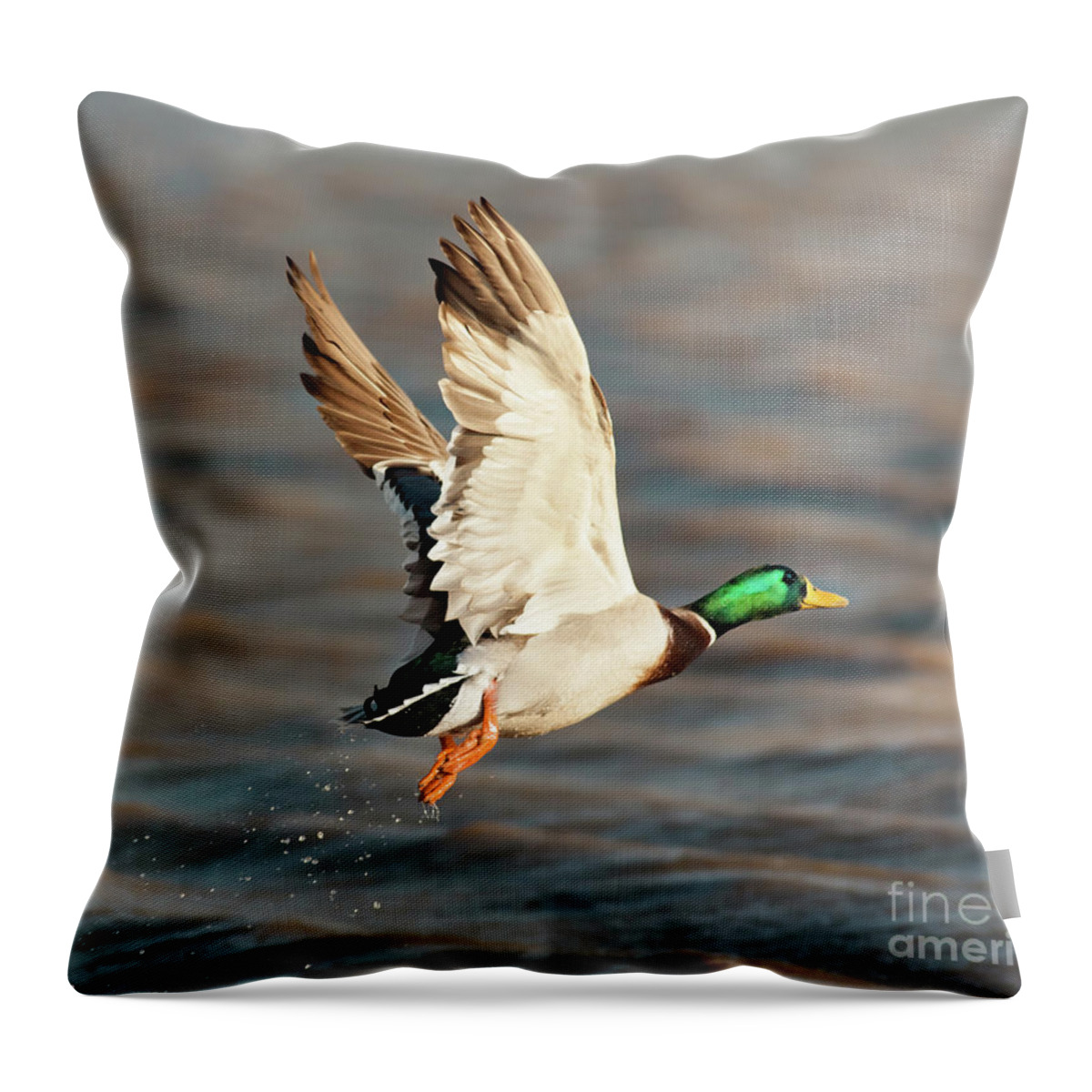 Duck Throw Pillow featuring the photograph Scared Mallard Drake by Robert Frederick