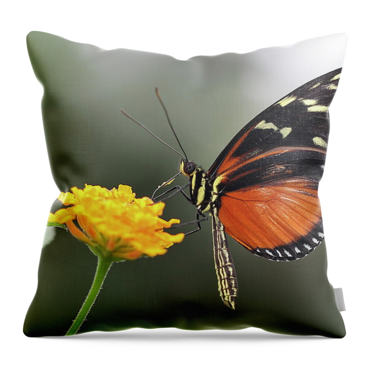 Insect Throw Pillow featuring the photograph Schmetterling Lepidoptera by Copyright By Hellboy2503/jörg David