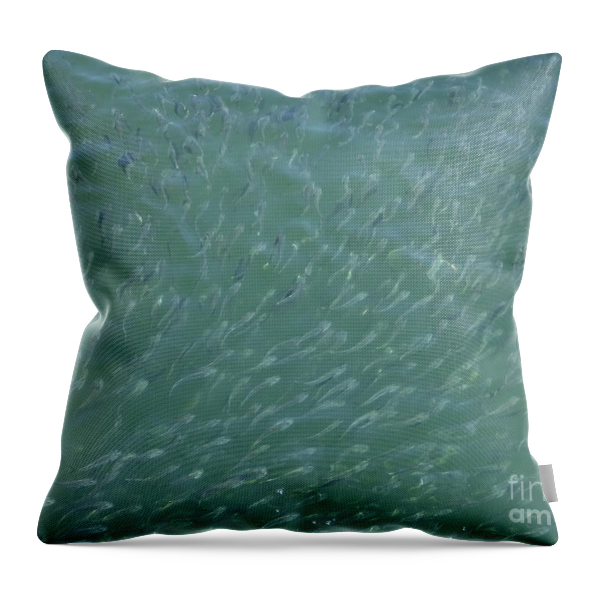 School Of Minnows Throw Pillow featuring the photograph School Of Minnows by Barbra Telfer