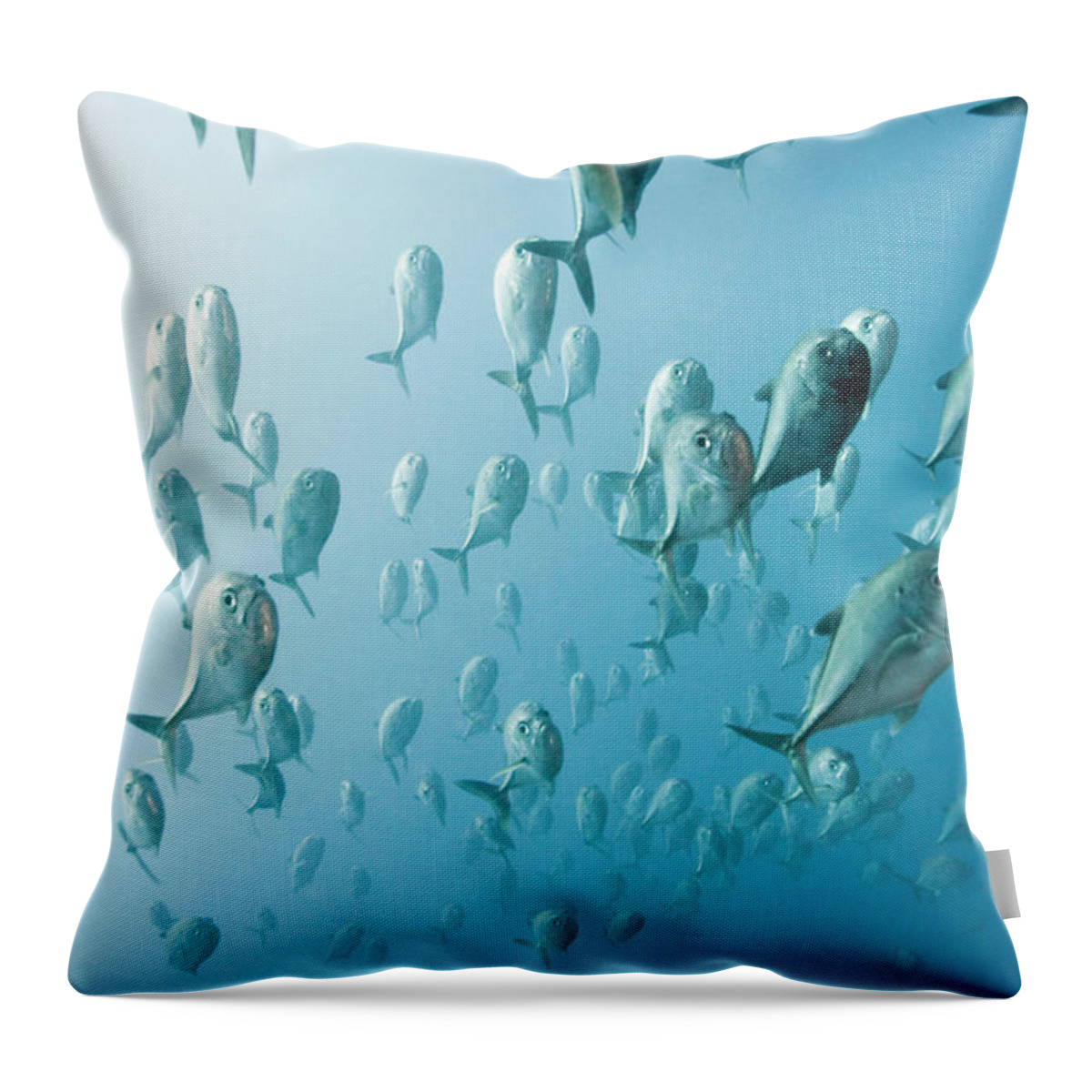 Underwater Throw Pillow featuring the photograph Schooling Jacks Carangoides Plagiotaenia by Michele Westmorland