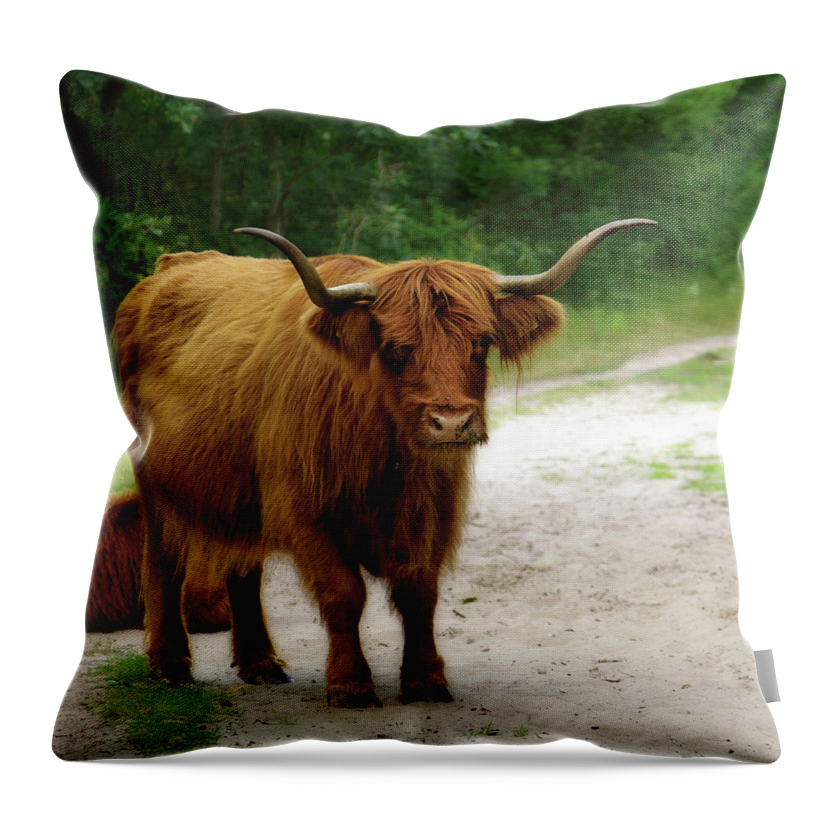 Horned Throw Pillow featuring the photograph Scottish Highlanders by Jan Vogel