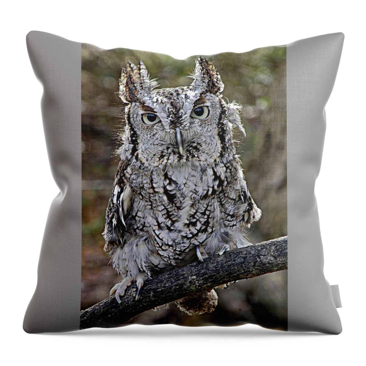 Birds Throw Pillow featuring the photograph Screech Owl by Minnie Gallman