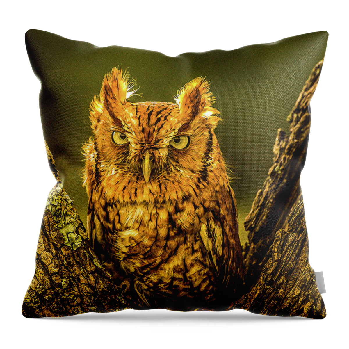 Bird Throw Pillow featuring the photograph Screech Owl by Peggy Blackwell