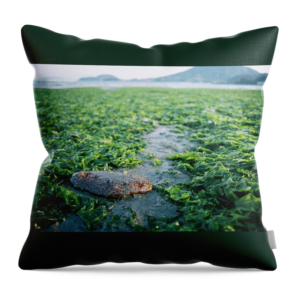 Seaweed Throw Pillow featuring the photograph Sea Cucumber by Breeze.kaze