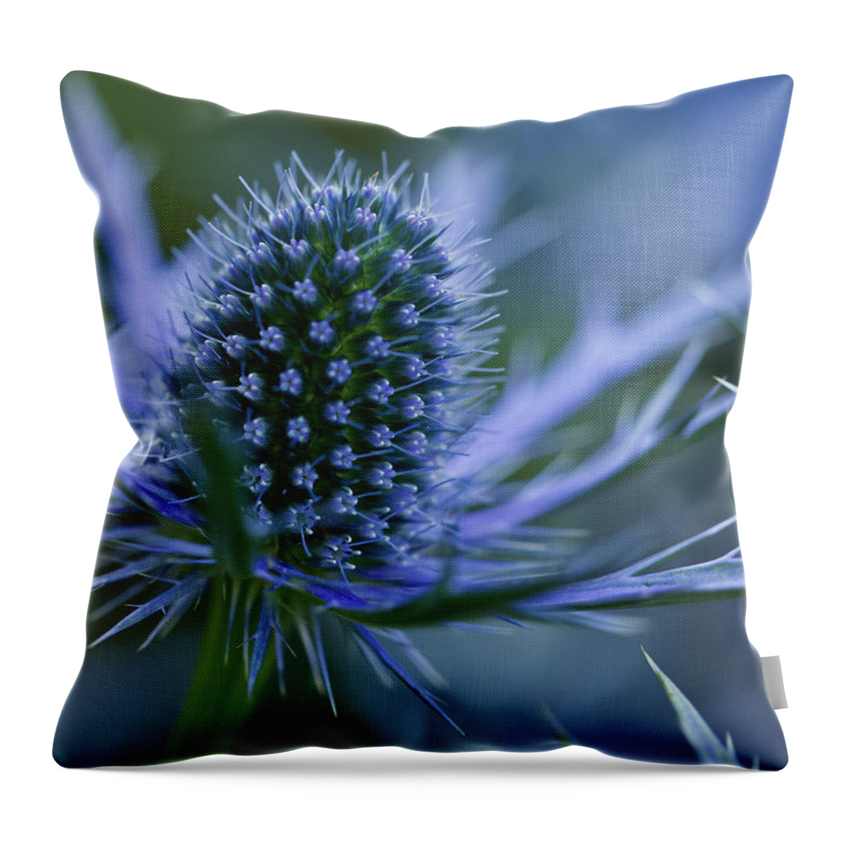 Purple Throw Pillow featuring the photograph Sea Holly by Laszlo Podor