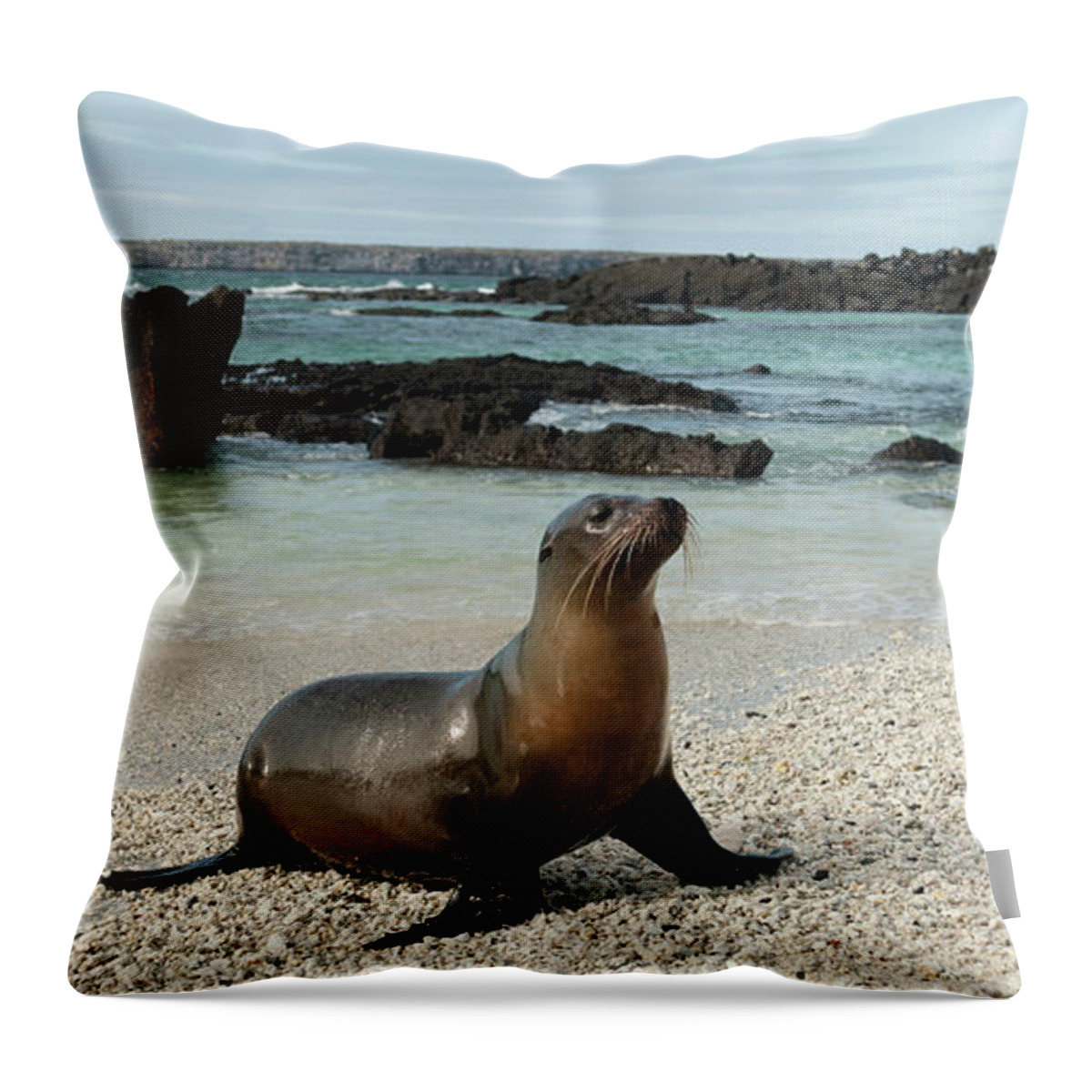 Scenics Throw Pillow featuring the photograph Sea Lion Otariidae On The Sand by Keith Levit / Design Pics