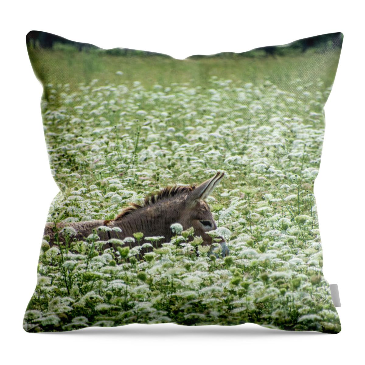 Donkey Throw Pillow featuring the photograph Sea of Flowers by Cheryl McClure