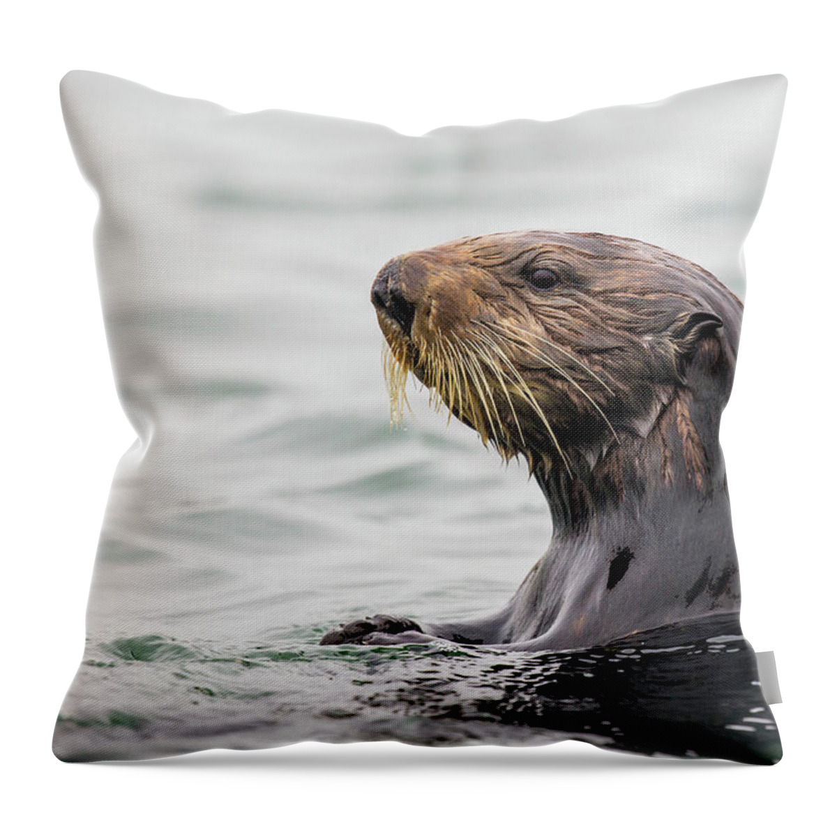 Sebastian Kennerknecht Throw Pillow featuring the photograph Sea Otter In Elkhorn Slough by Sebastian Kennerknecht