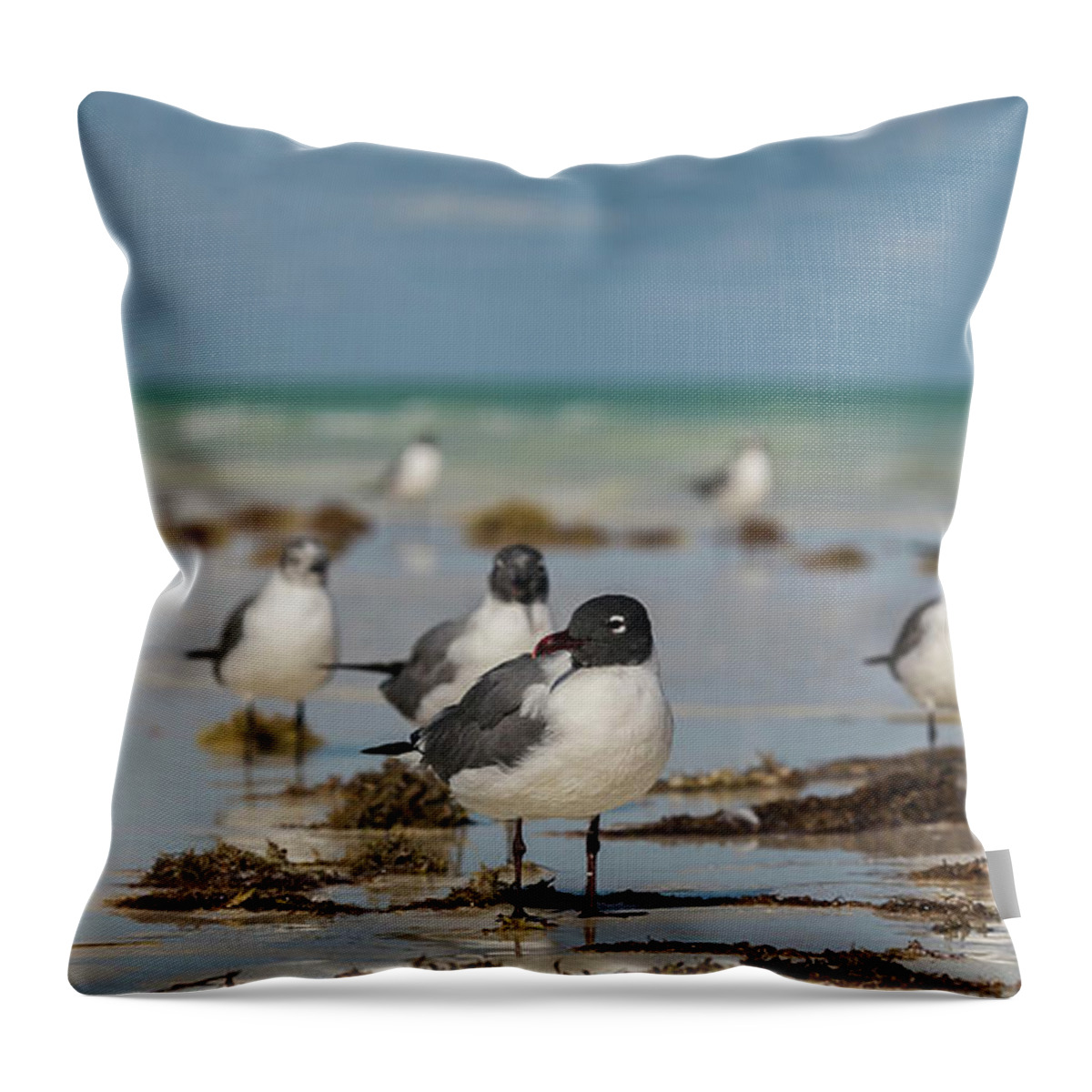 Seagull Throw Pillow featuring the photograph Seagull at Holbox, Mexico by Julieta Belmont