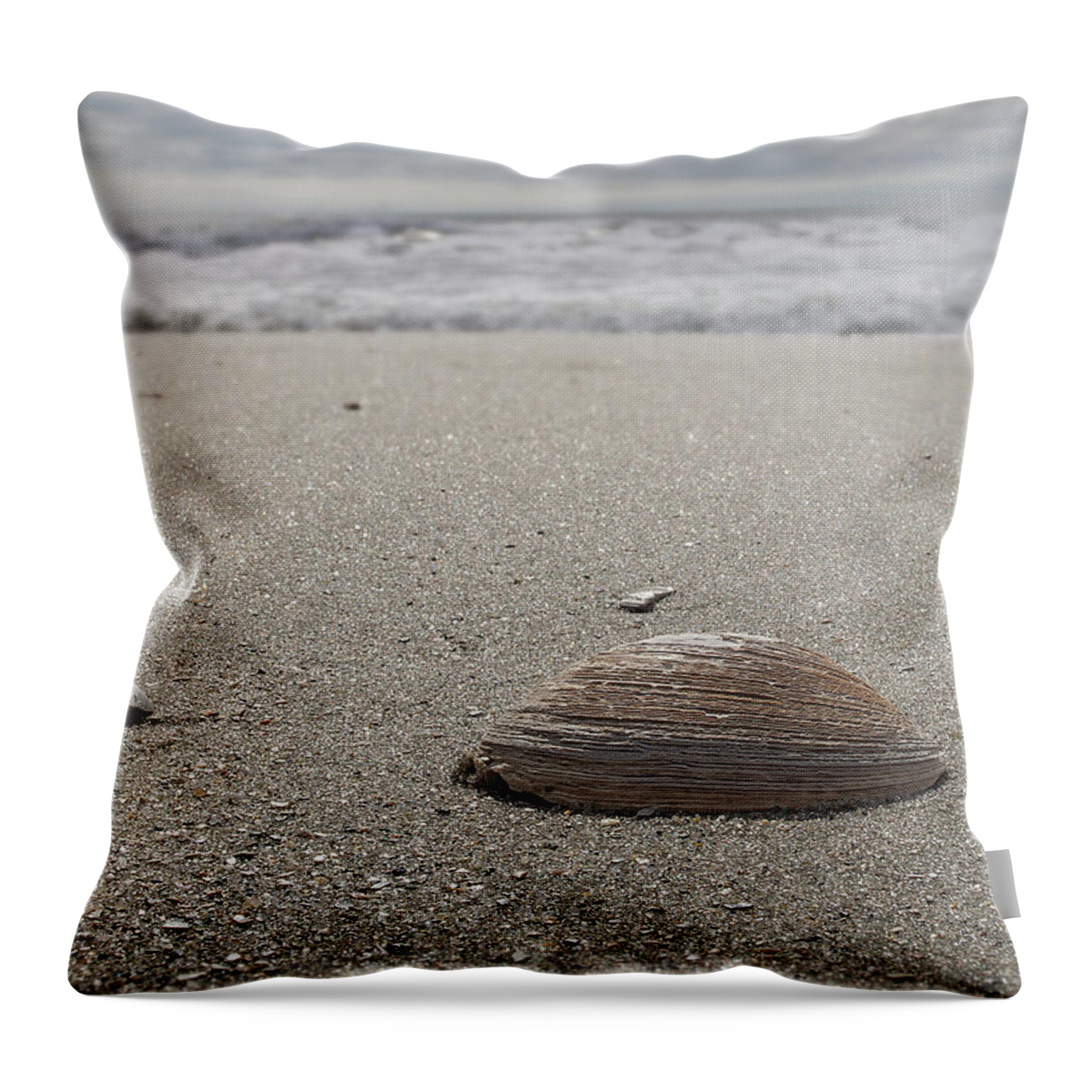 Beach Throw Pillow featuring the photograph Seashell by David Palmer