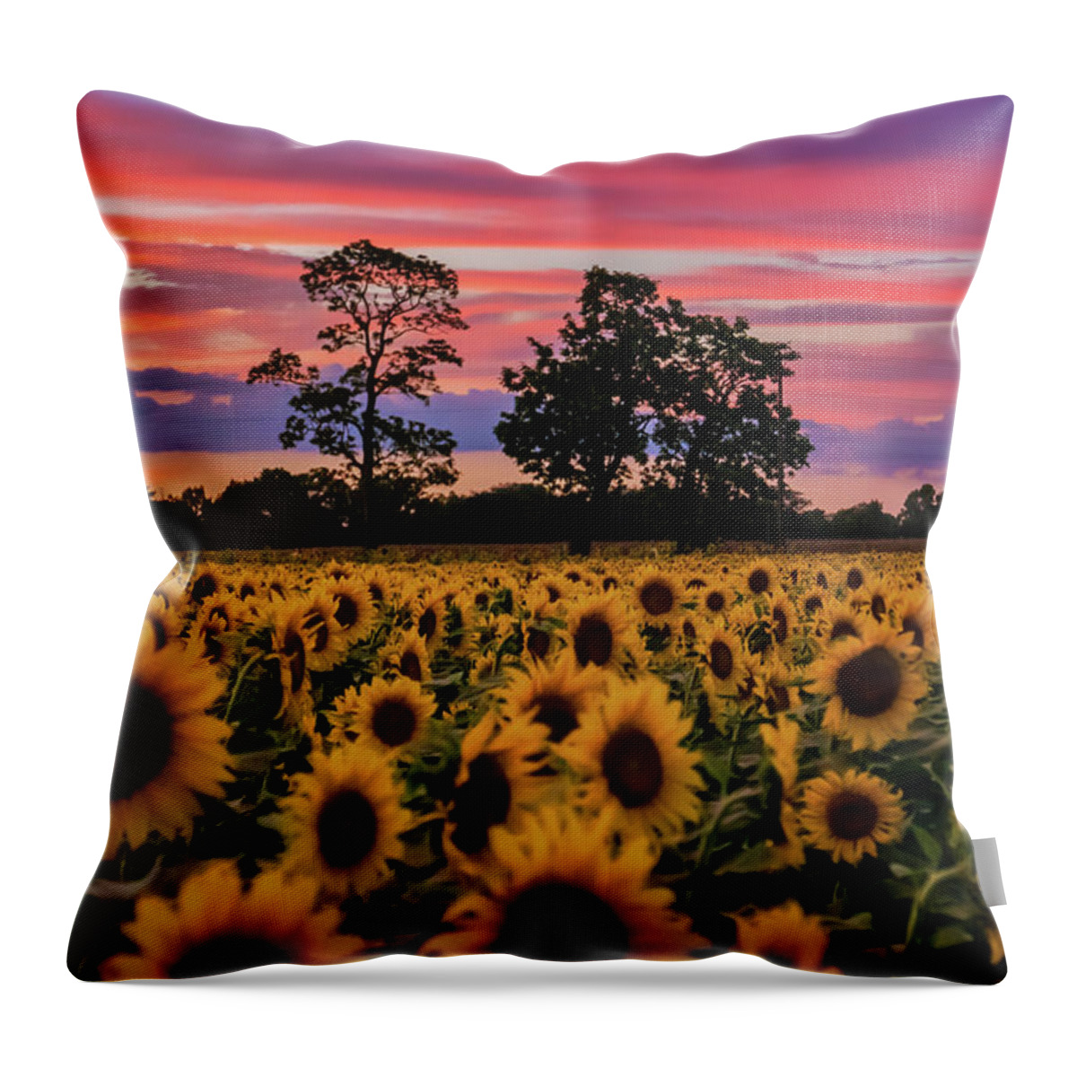 Sunflowers Throw Pillow featuring the photograph September Dream by Arthur Oleary
