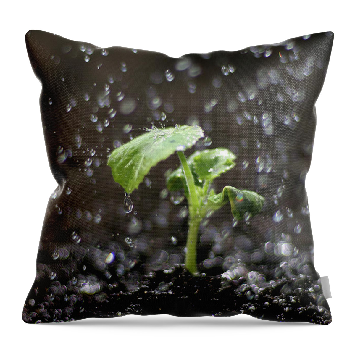 Outdoors Throw Pillow featuring the photograph Shallow Depth Of Field Watering Sprout by Dess
