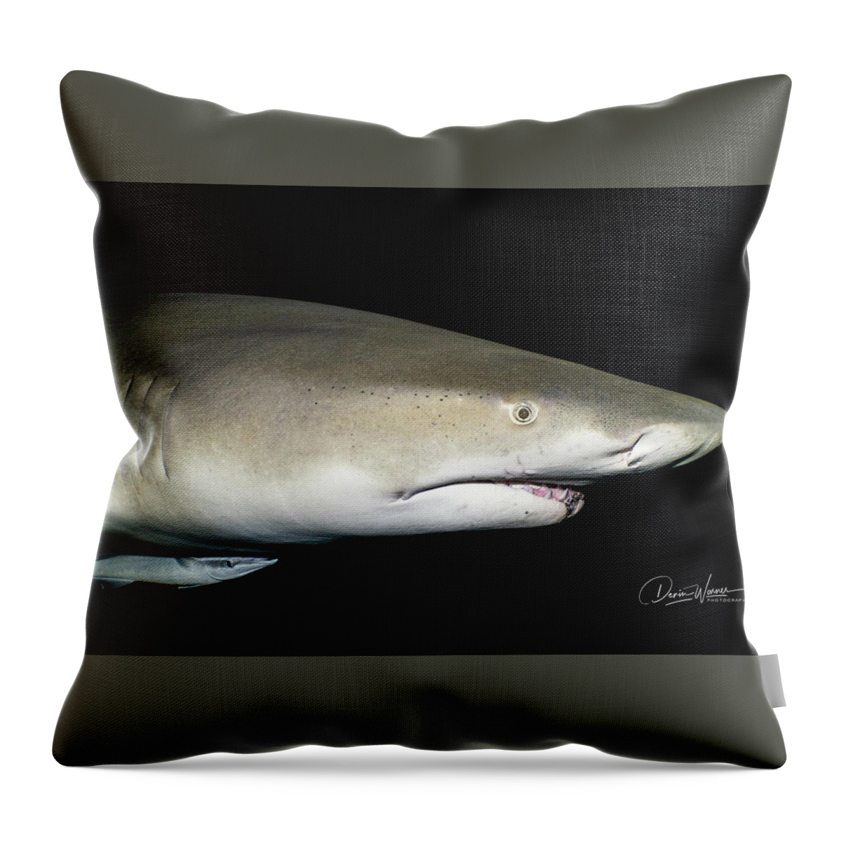 Bahamas Throw Pillow featuring the photograph Shark Gaze by Devin Warner