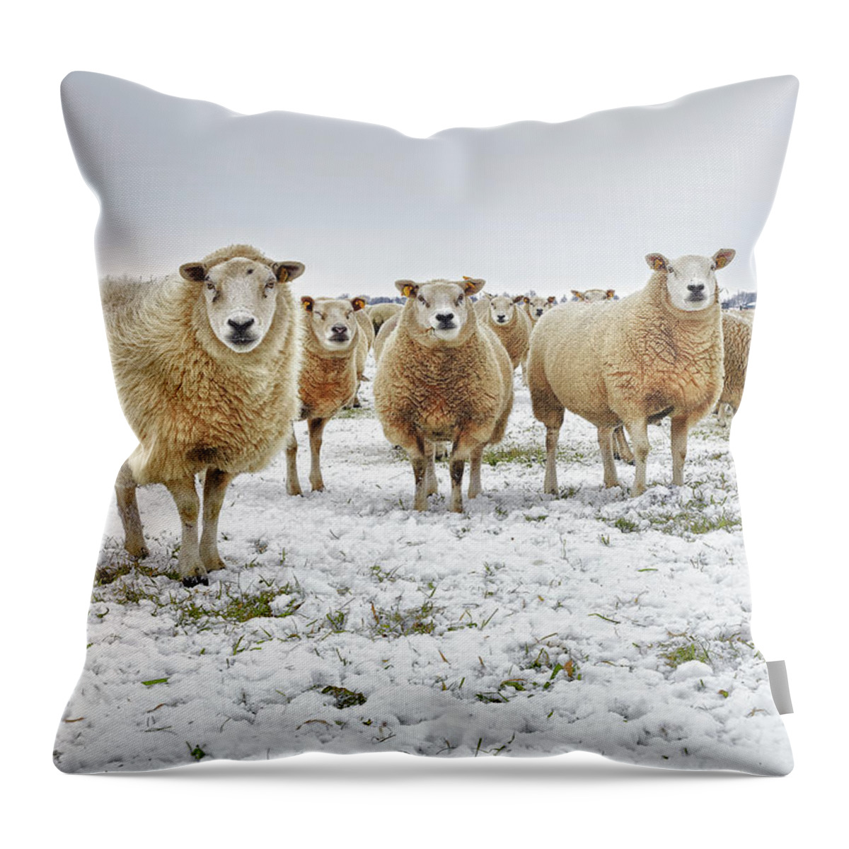 Snow Throw Pillow featuring the photograph Sheep In A Winter Landscape by Marijke Mooy Photography