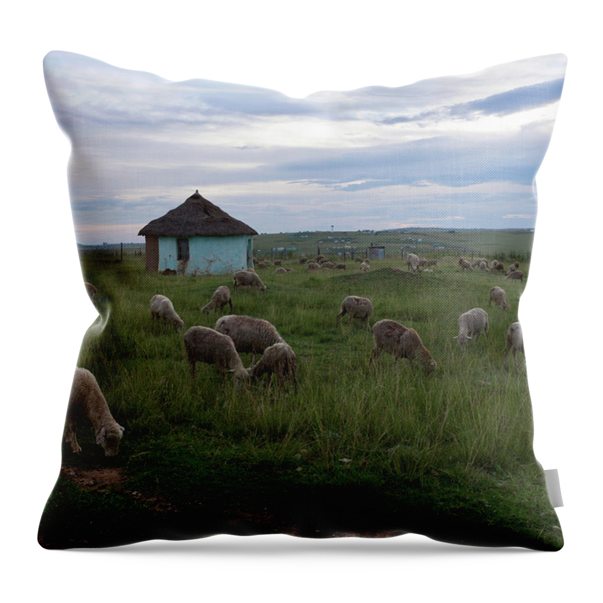 Tranquility Throw Pillow featuring the photograph Sheep Ovis Aries Grazing Around by Neil Austen