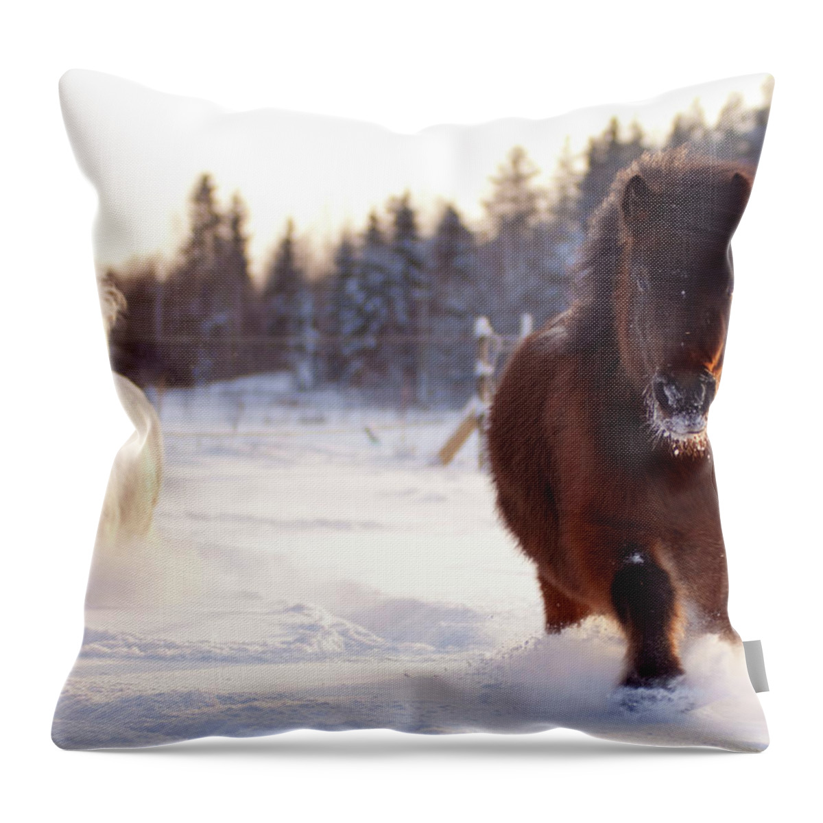 Snow Throw Pillow featuring the photograph Shetland Ponies Trotting In Snow by Satu Pitkänen