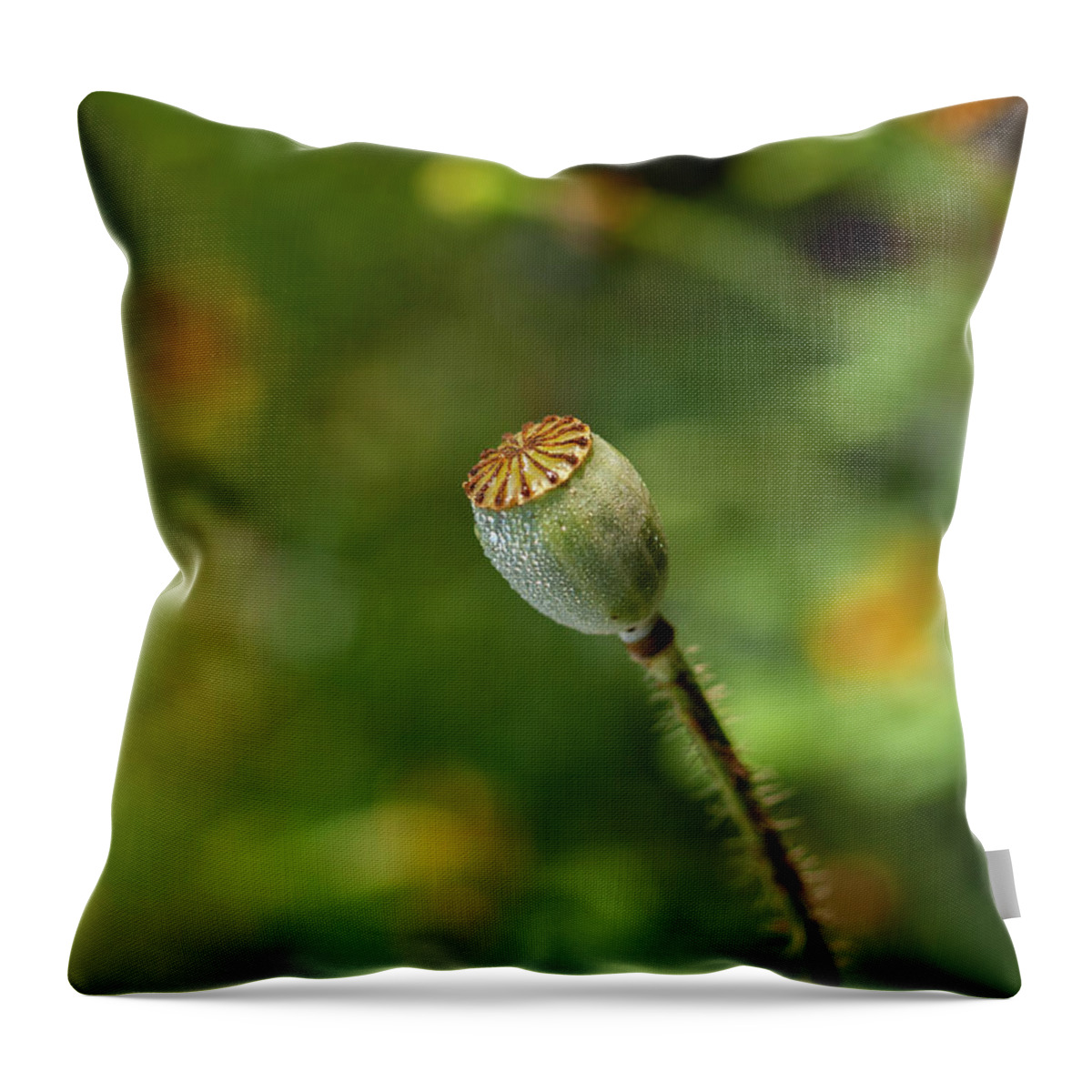 Shirley Poppy Throw Pillow featuring the photograph Shirley Poppy 2018-20 by Thomas Young