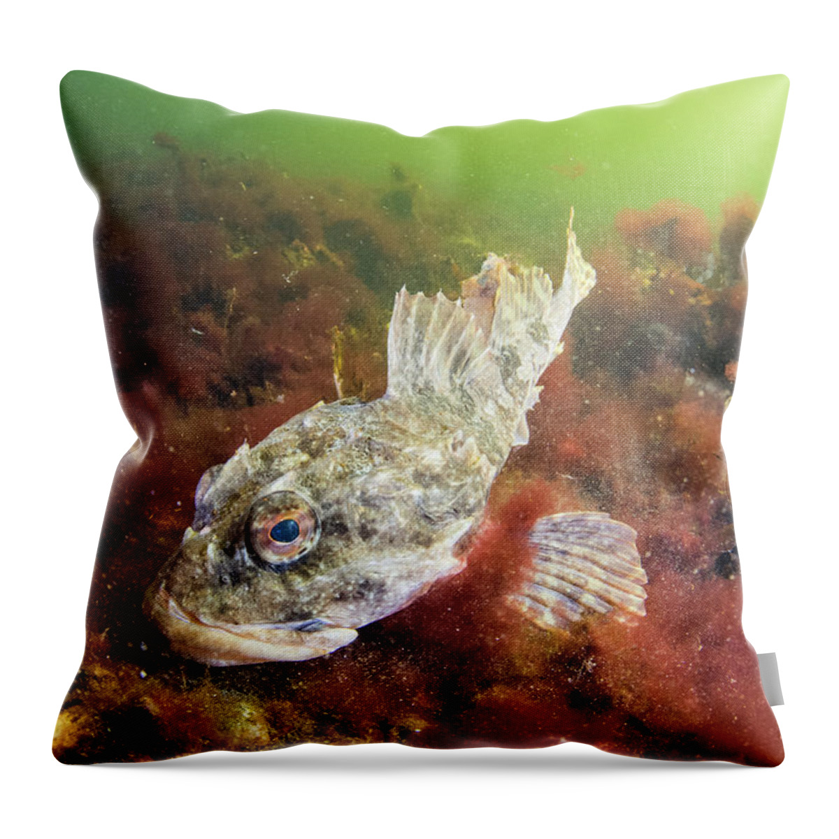 00558384 Throw Pillow featuring the photograph Shorthorn Sculpin in Bonne Bay by Scott Leslie