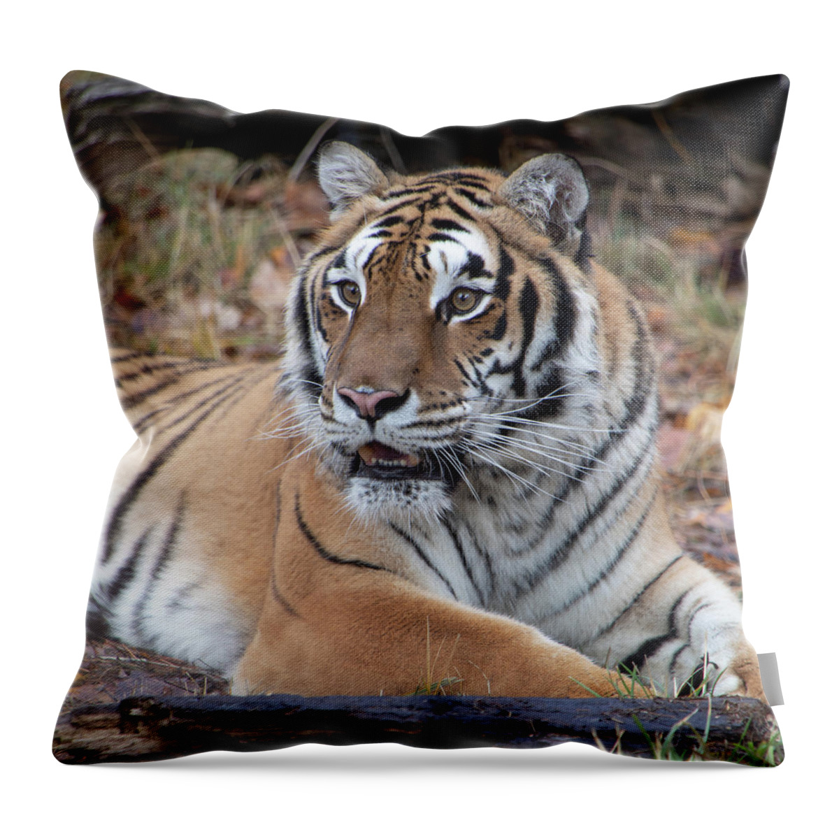Animal Throw Pillow featuring the photograph Siberian Tiger Portrait Square by TL Wilson Photography by Teresa Wilson