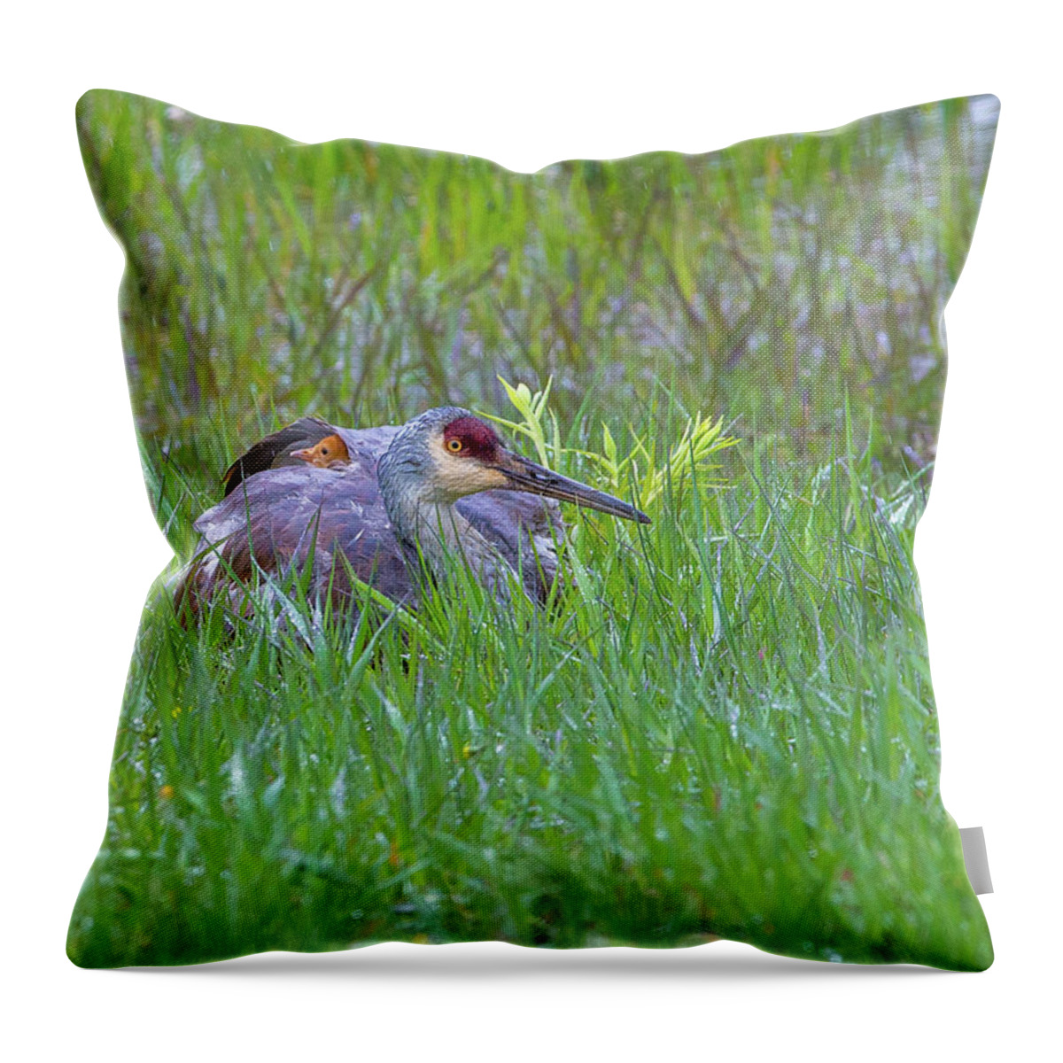 2019 Throw Pillow featuring the photograph Single For Now by Kevin Dietrich