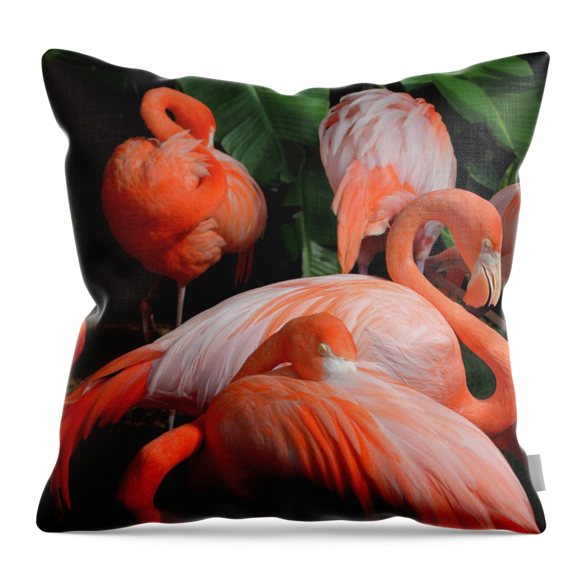 Animal Wing Throw Pillow featuring the photograph Sleeping Pink Flamingo Surrounded By by Deborahmaxemow