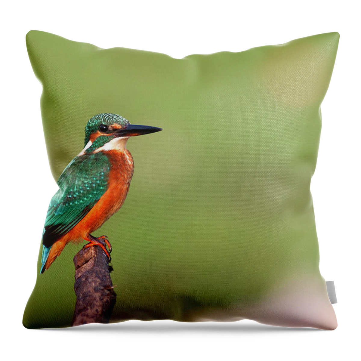 Pune Throw Pillow featuring the photograph Small Blue Kingfisher by Aditya Laghate