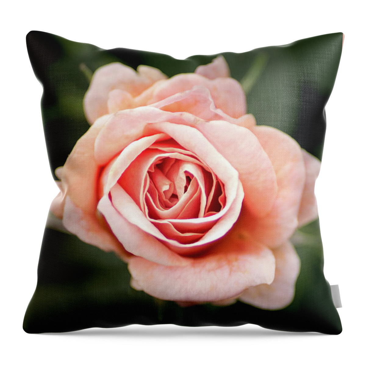 Flower Throw Pillow featuring the photograph Small Pink Rose by Don Johnson