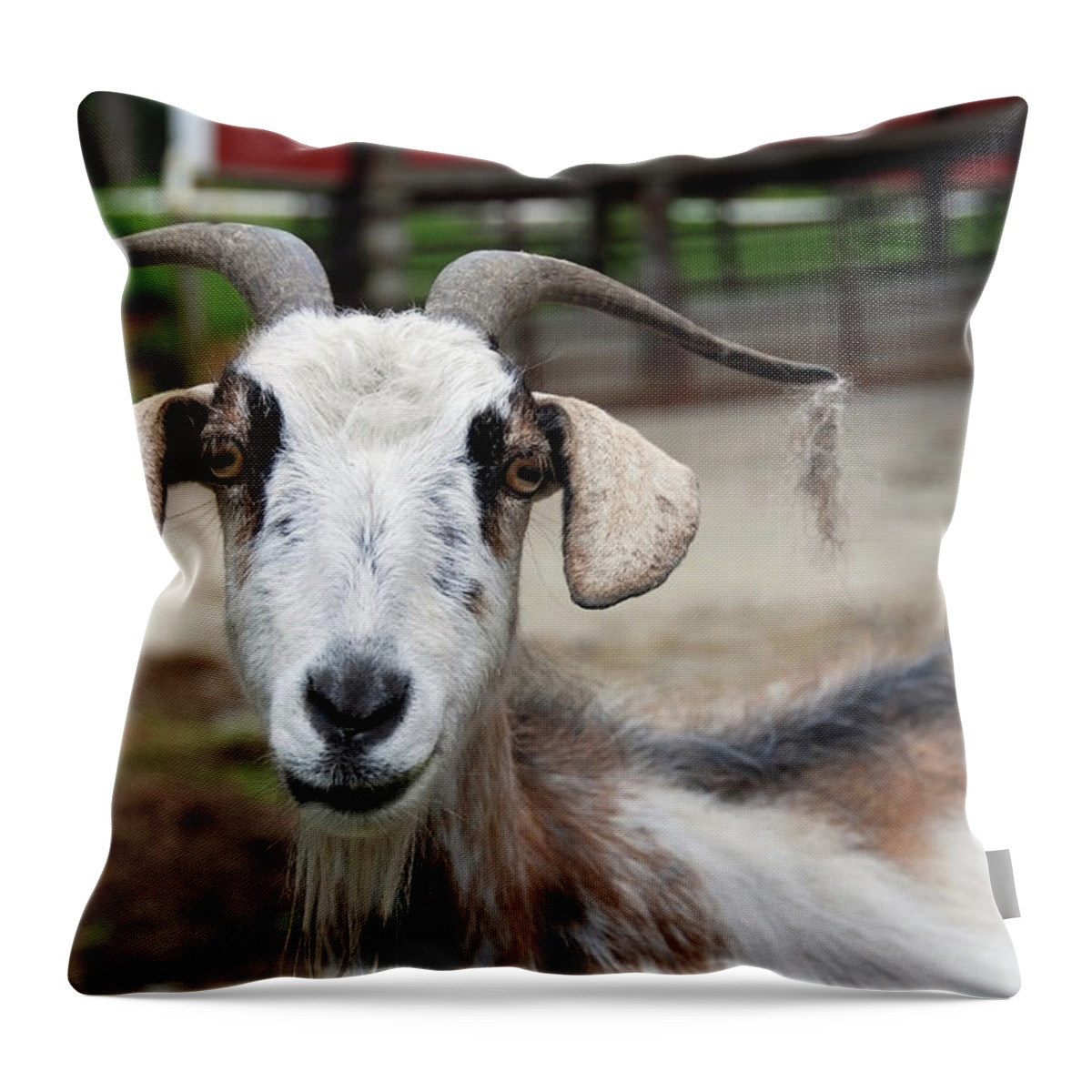 Horned Throw Pillow featuring the photograph Smiling Billy Goat by Tito Slack