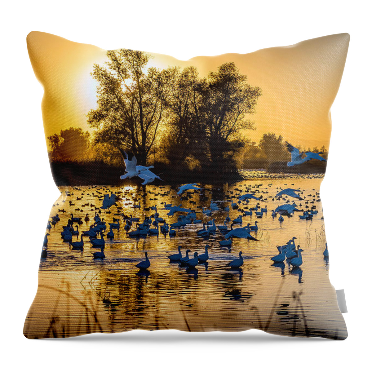 Gray Lodge Wildlife Area Throw Pillow featuring the photograph Snow Geese by Mike Ronnebeck
