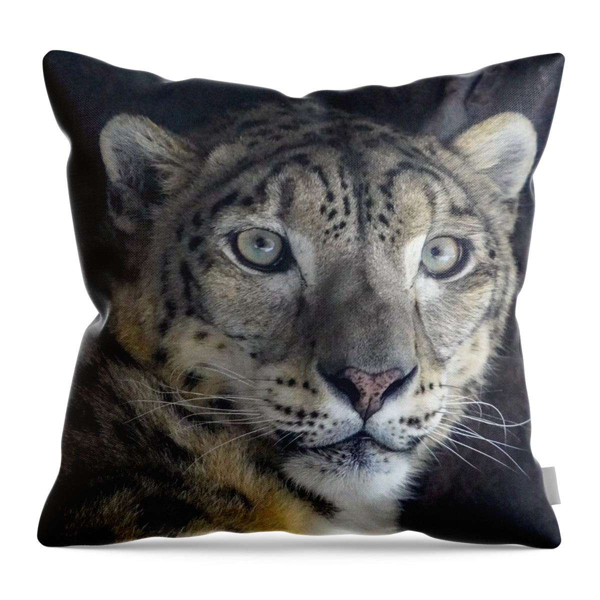 Snow Leopard Throw Pillow featuring the photograph Snow Leopard by Susan Rydberg