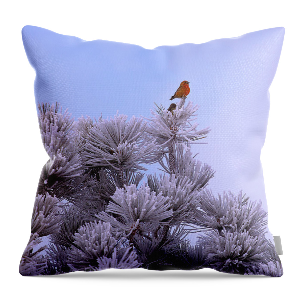 Bird In The Snow Throw Pillow featuring the photograph Snowy Birdy by Kadek Susanto