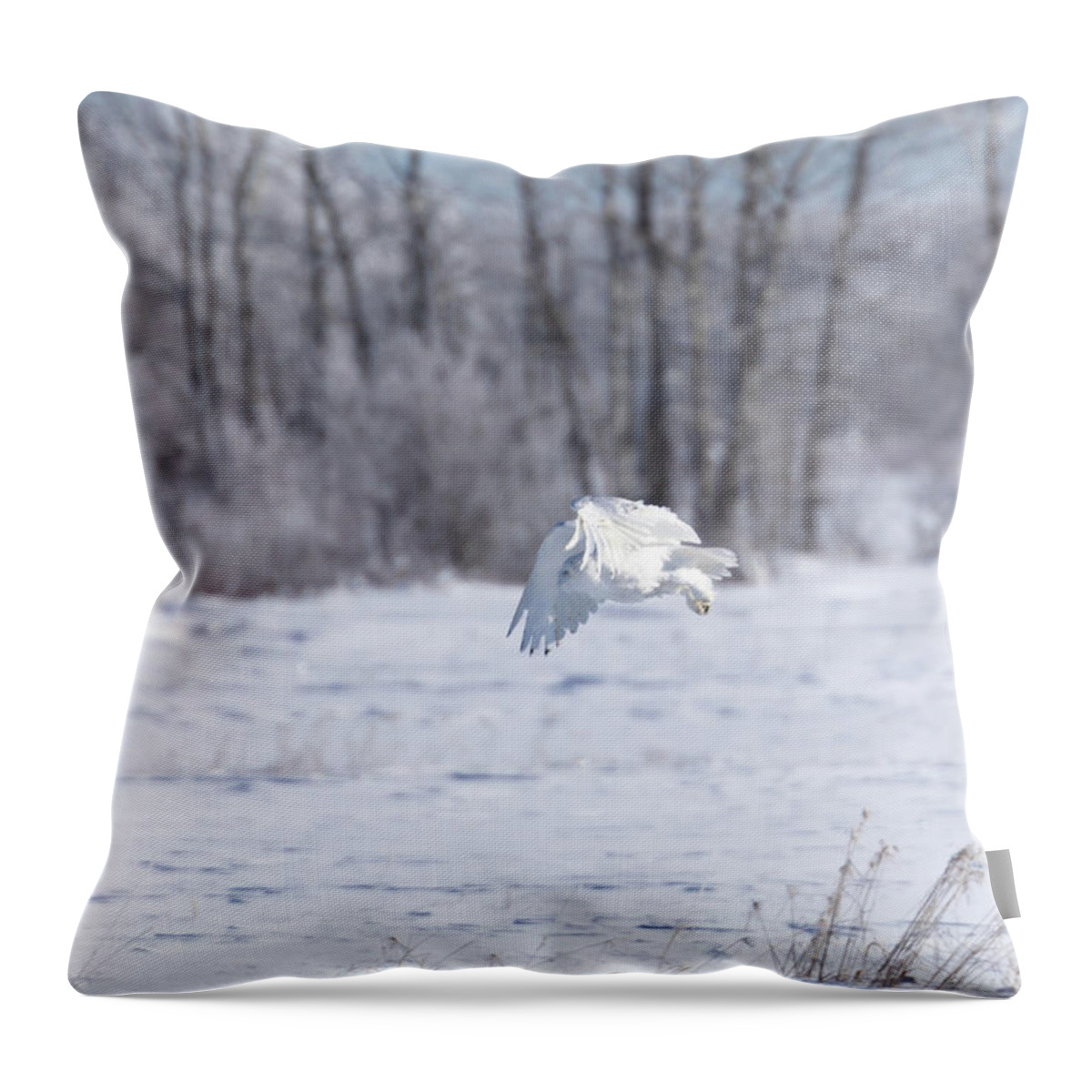Snowy Owl Throw Pillow featuring the photograph Snowy Owl in Flight by Susan Rissi Tregoning
