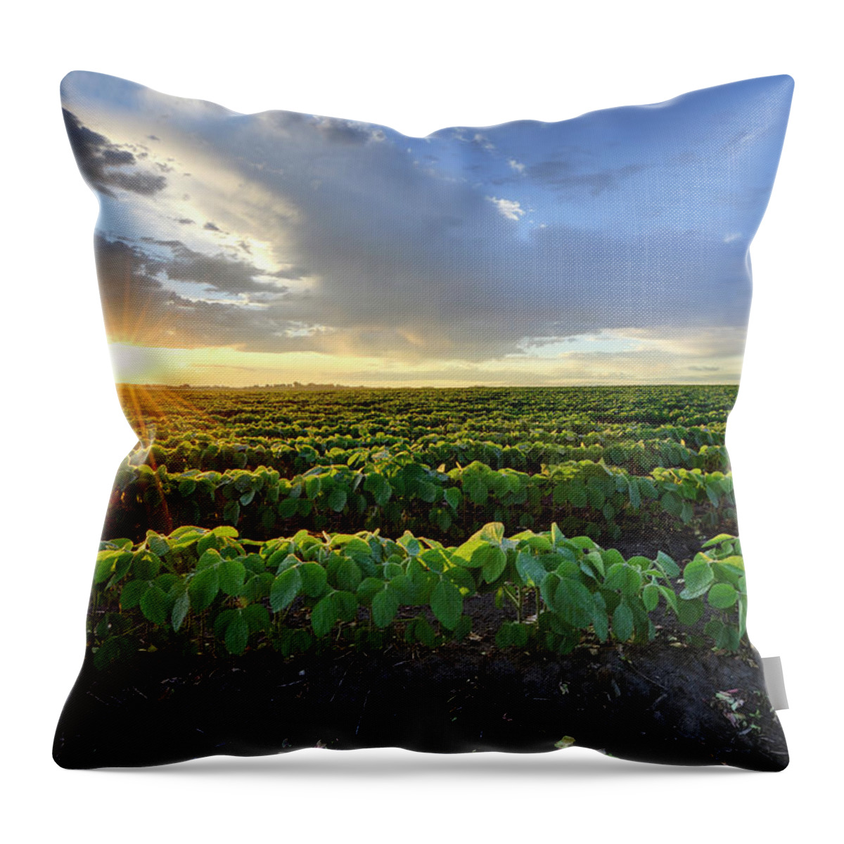 Season Throw Pillow featuring the photograph Soybean Field At Sunrise by Hauged