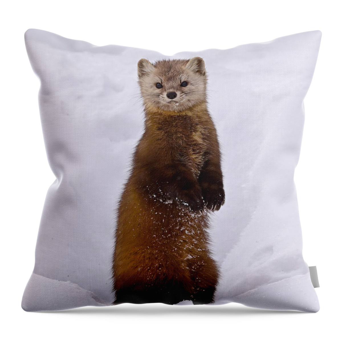 American Marten Throw Pillow featuring the photograph Space Invader by Tony Beck