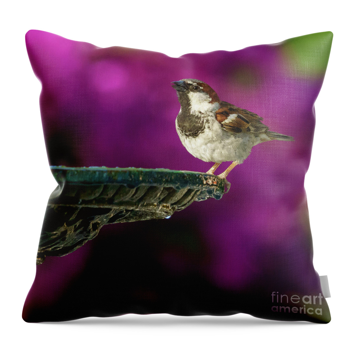 Feather Throw Pillow featuring the photograph Spanish Sparrow and Iron Fountain by Pablo Avanzini