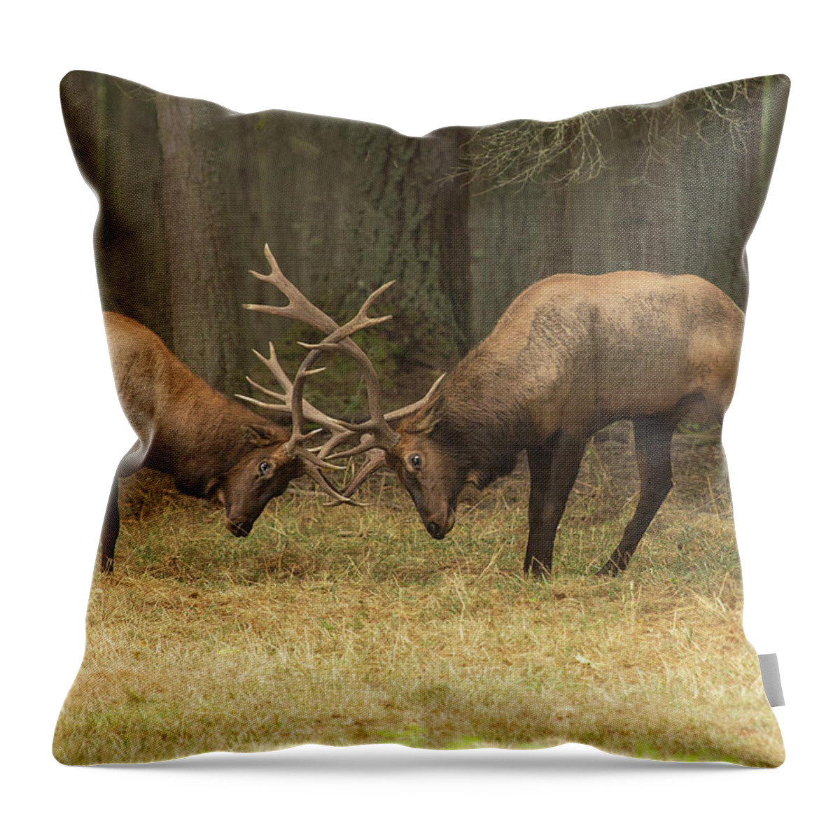 Wildlife Throw Pillow featuring the photograph Sparring by Bob Cournoyer