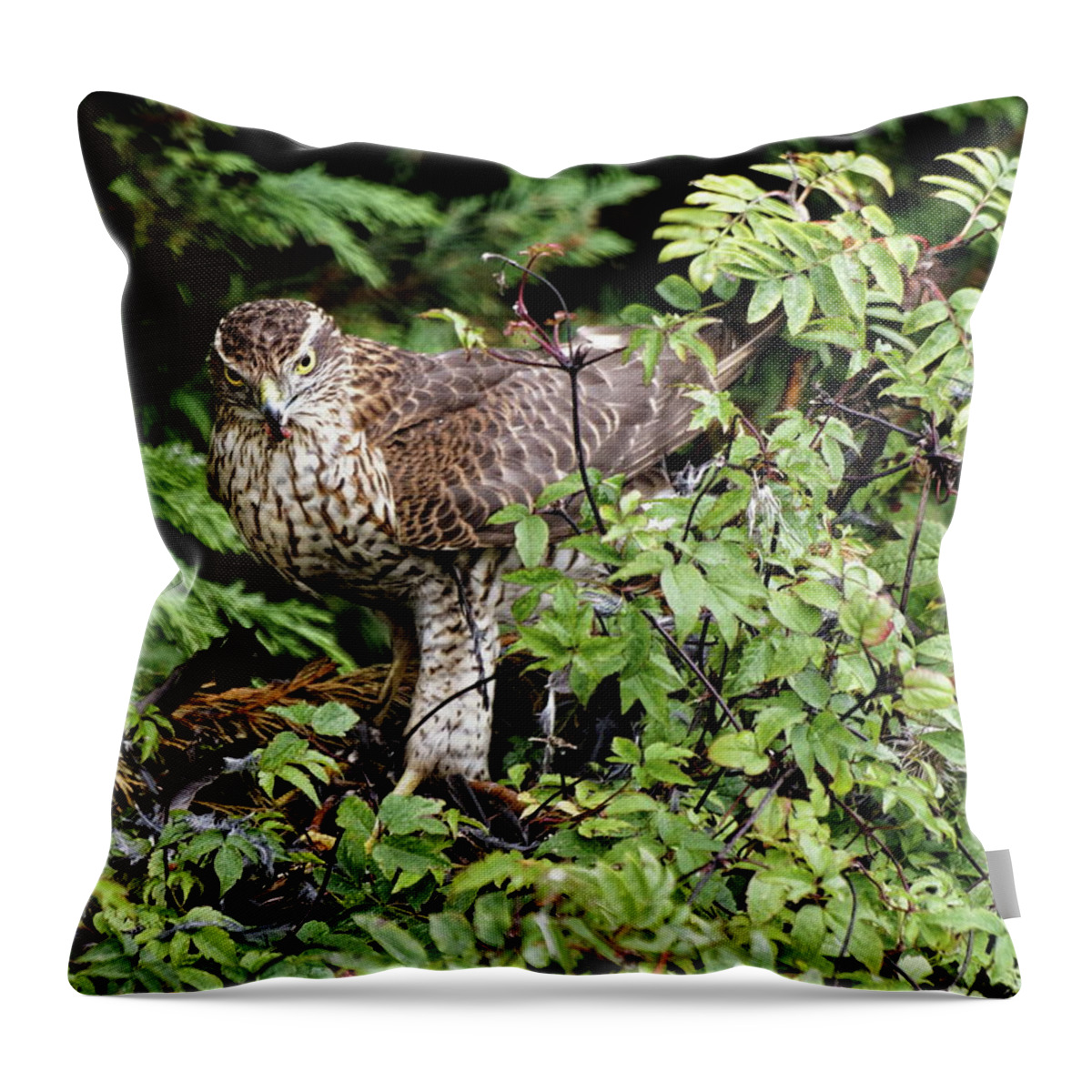 Sparrowhawk Throw Pillow featuring the photograph Sparrowhawk With Kill by Jeff Townsend