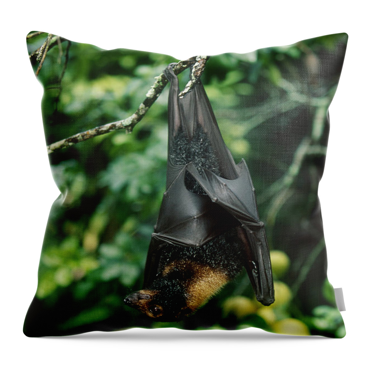 Animal Throw Pillow featuring the photograph Spectacled Flying Fox by David Hosking