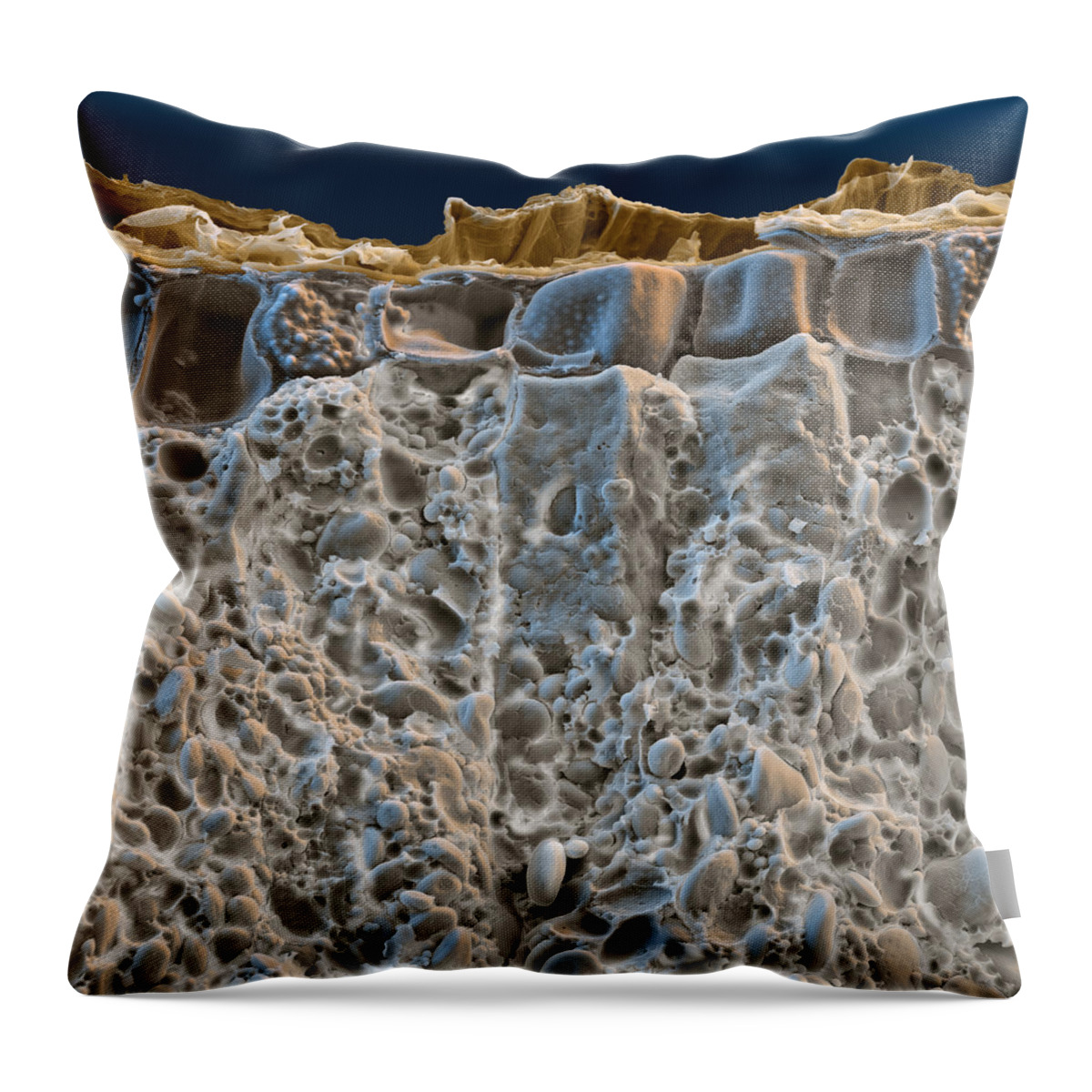 Carb Throw Pillow featuring the photograph Spelt Sem by Meckes/ottawa