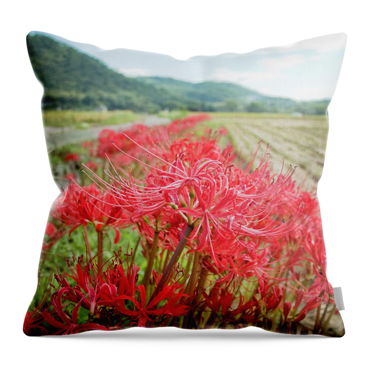 Spider Lily Throw Pillow featuring the photograph Spider Lily by Yoshika Sakai